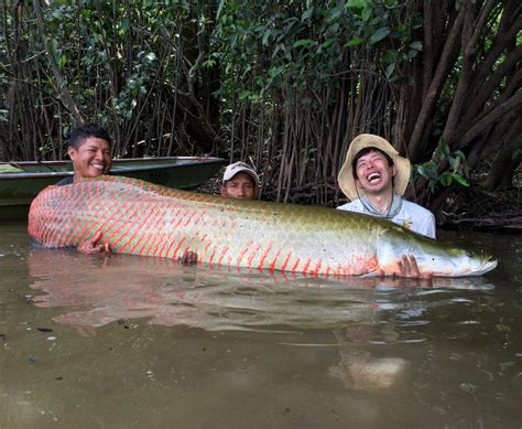 大型魚類|世界最大の淡水魚TOP12！世界一大きい淡水魚の驚愕。